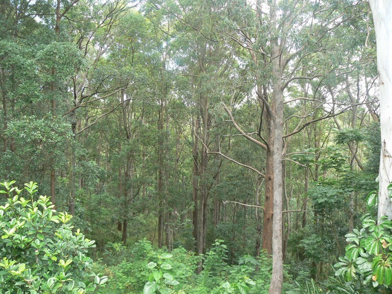 77 Jones Road, Buderim QLD 4556