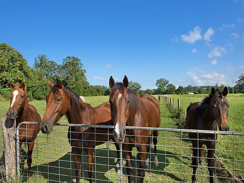 95 Jubilee Drive, Palmwoods QLD 4555