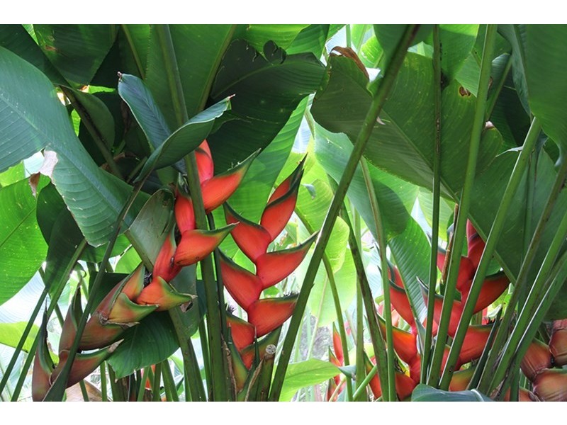 42 De Zen Road, Palmview QLD 4553