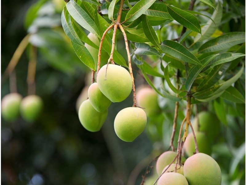 10 Orme Road, Buderim QLD 4556