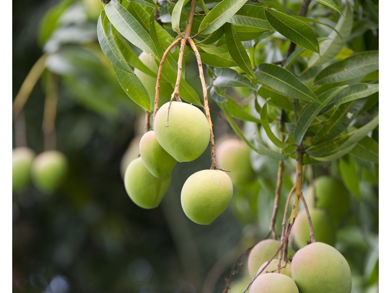 10 Orme Road, Buderim QLD 4556