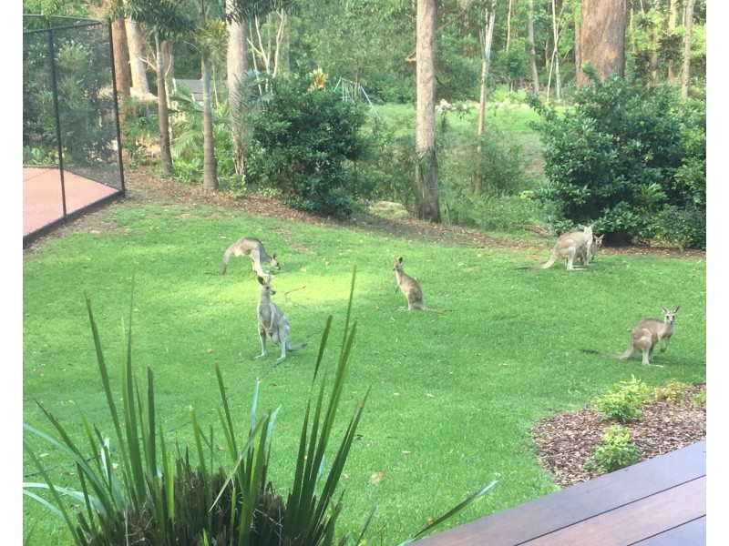 8 Fossilwood Court, Buderim QLD 4556