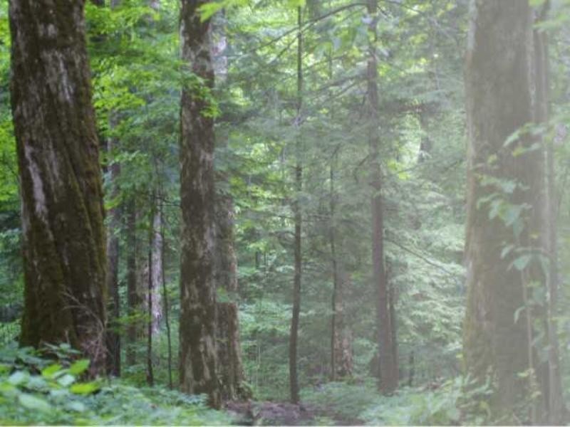 8 Sunset Avenue, Buderim QLD 4556