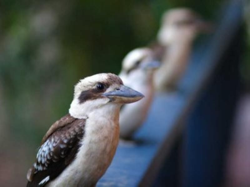 23 Early Bird Drive, Buderim QLD 4556