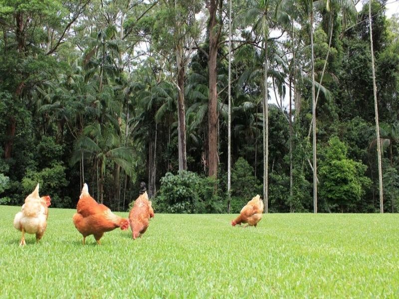 94 Vise Road, Buderim QLD 4556