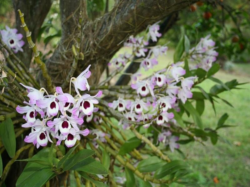 15 Wells Street, Palmwoods QLD 4555