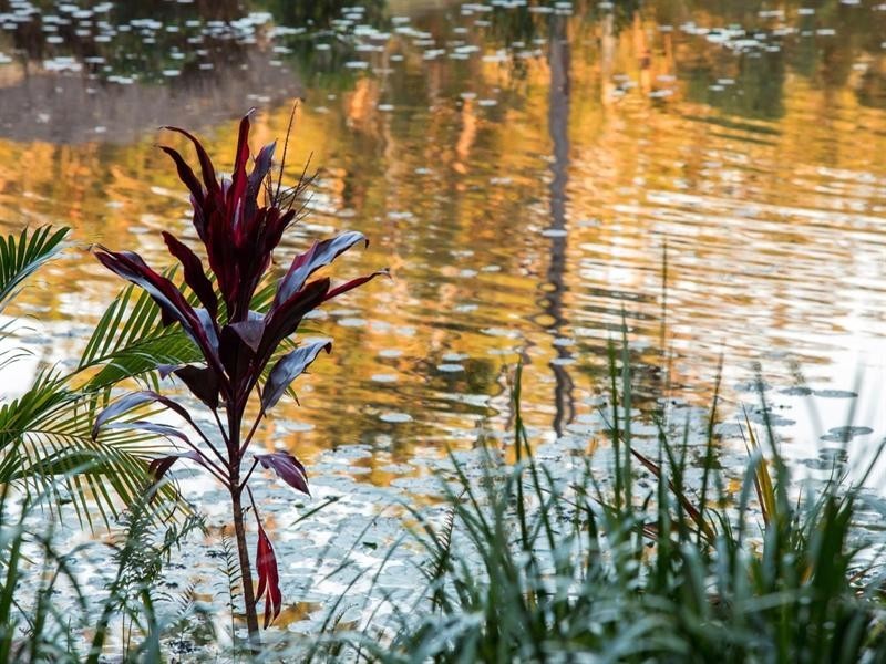 126 Eudlo Road, Mooloolah Valley QLD 4553