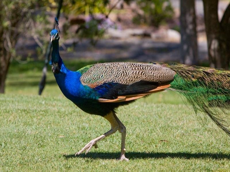 65 Longs Road, Yellingbo VIC 3139