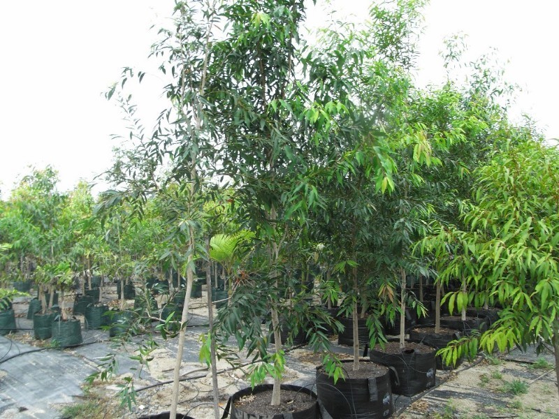 656 Mackay Bucasia Road, Rural View QLD 4740