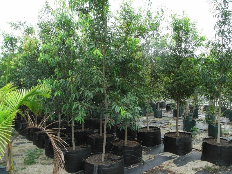 656 Mackay Bucasia Road, Rural View QLD 4740