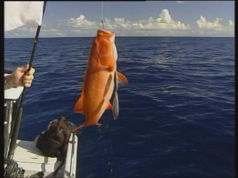 Lots Available Jackson Street, Sarina QLD 4737