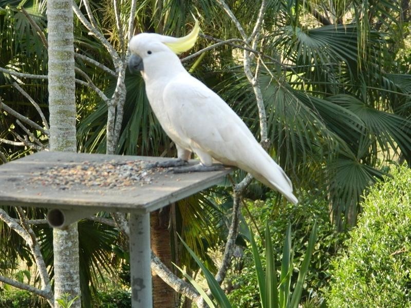 8 Galea Court, Habana QLD 4740