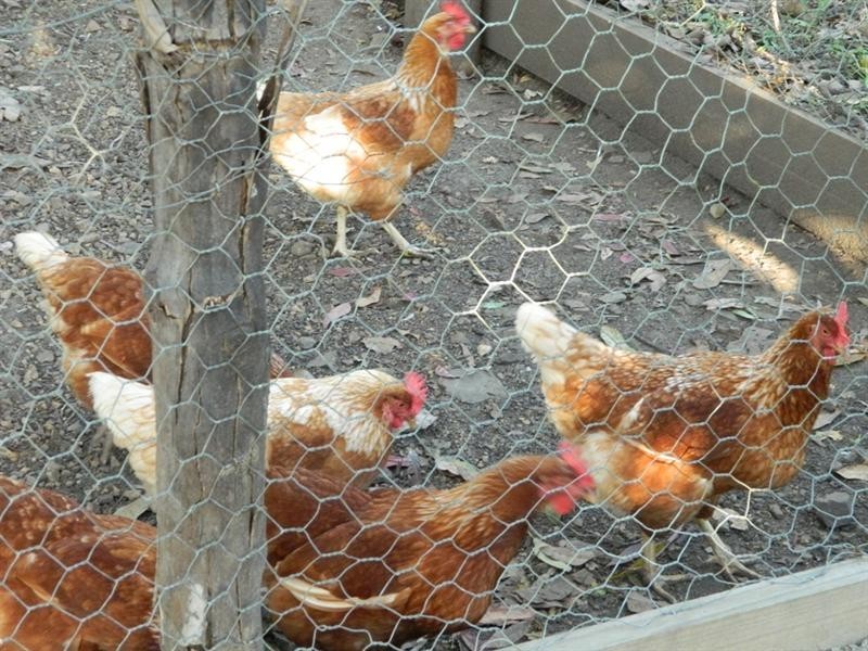 8 Galea Court, Habana QLD 4740