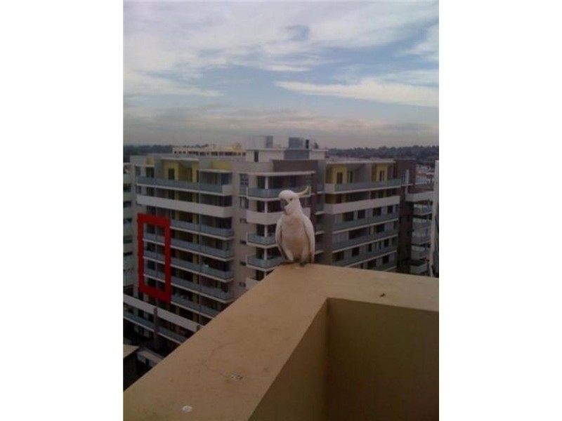 242 South Terrace, Bankstown NSW 2200