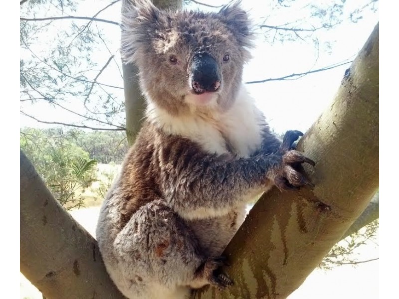 148 Byrne Road, Meredith VIC 3333