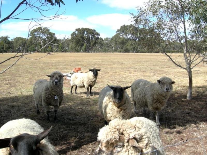 Lot 3, 1A Squires Road, Teesdale VIC 3328