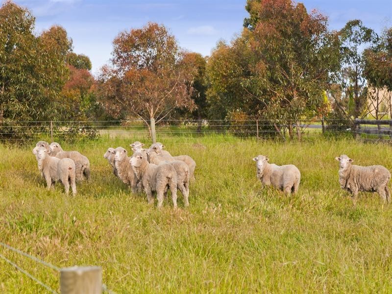 4 Glennette Court, Bannockburn VIC 3331