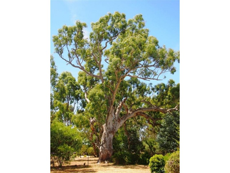 85 Fairway Crescent, Teesdale VIC 3328