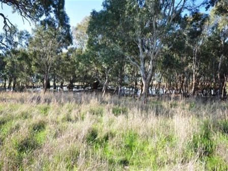 55 Lomandra Drive, Teesdale VIC 3328