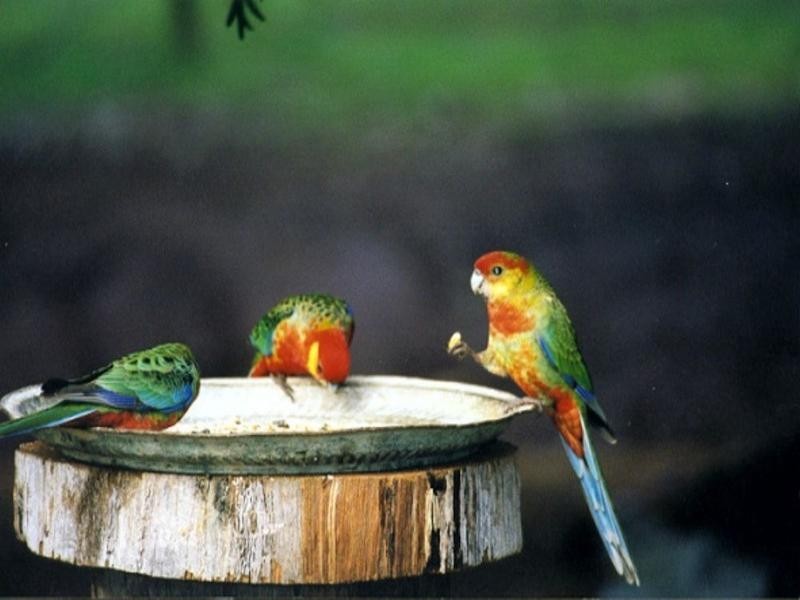 65 Nannup Road, Balingup WA 6253