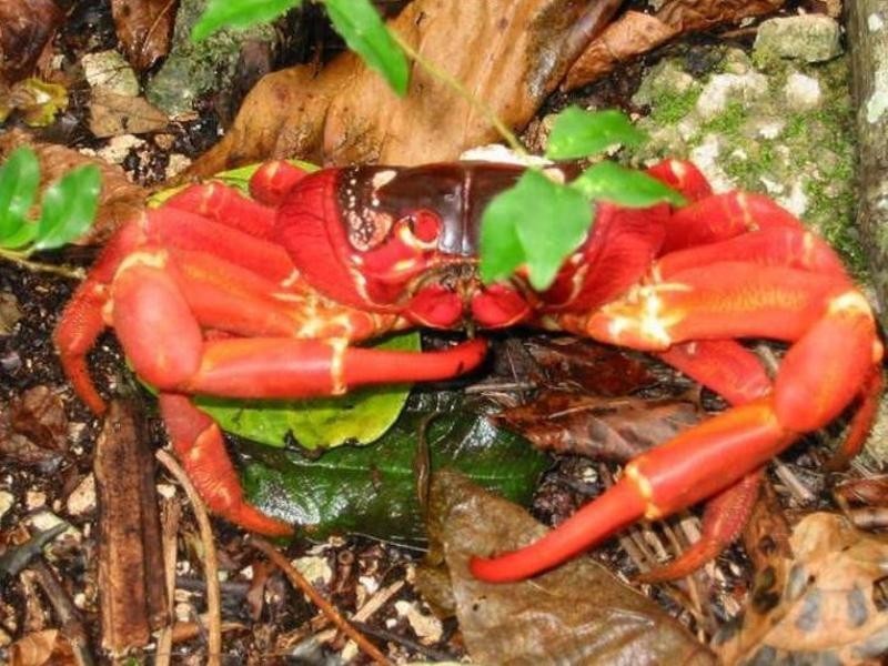 2 Plant Hill Road, Christmas Island WA 6798