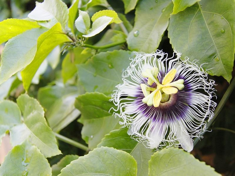 1 Guildford Road, Bassendean WA 6054