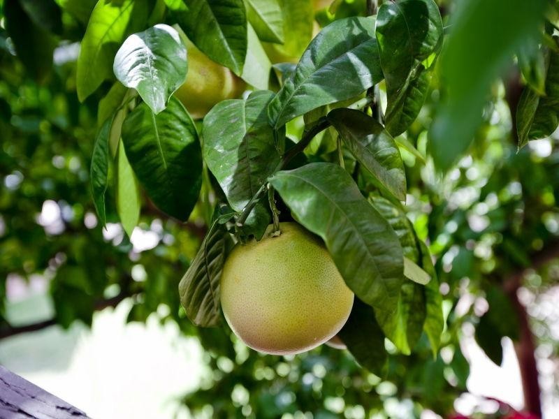 279 Alexander Drive, Dianella WA 6059