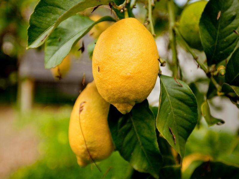 469 The Strand, Dianella WA 6059