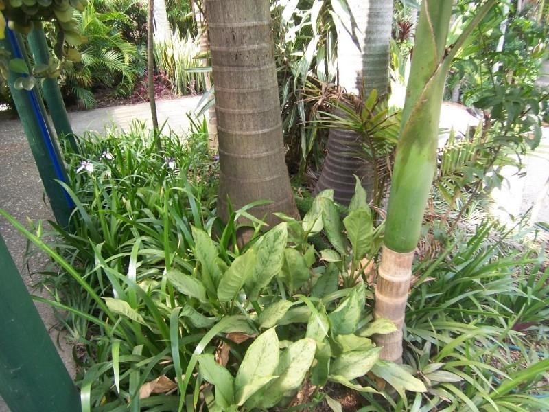 115 Fernvale Road, Tarragindi QLD 4121