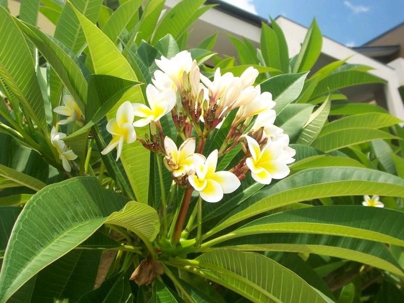 12/625 Newnham Road, Upper Mount Gravatt QLD 4122