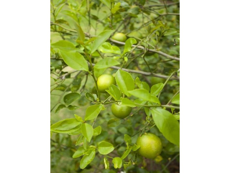 5 Gamenya Drive, Springwood QLD 4127