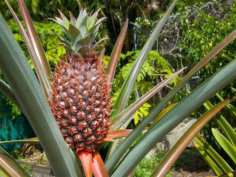 1 Somerfield Street, Upper Mount Gravatt QLD 4122