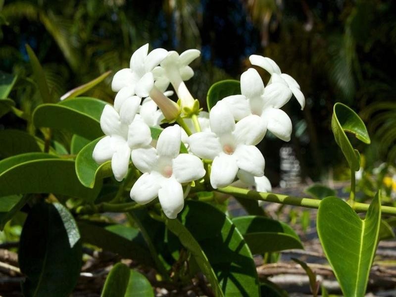 1 Somerfield Street, Upper Mount Gravatt QLD 4122