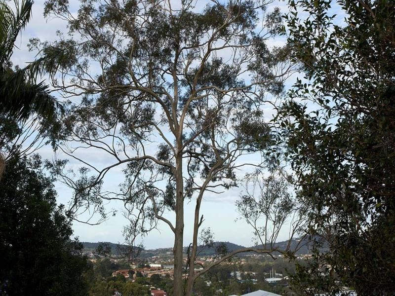 49 Eyre Street, Mount Gravatt East QLD 4122