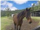 Mount Nathan QLD 4211