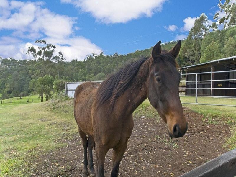 Mount Nathan QLD 4211
