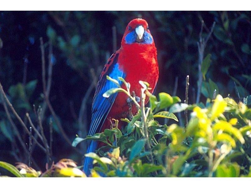 8 Forestry Road, Springbrook QLD 4213