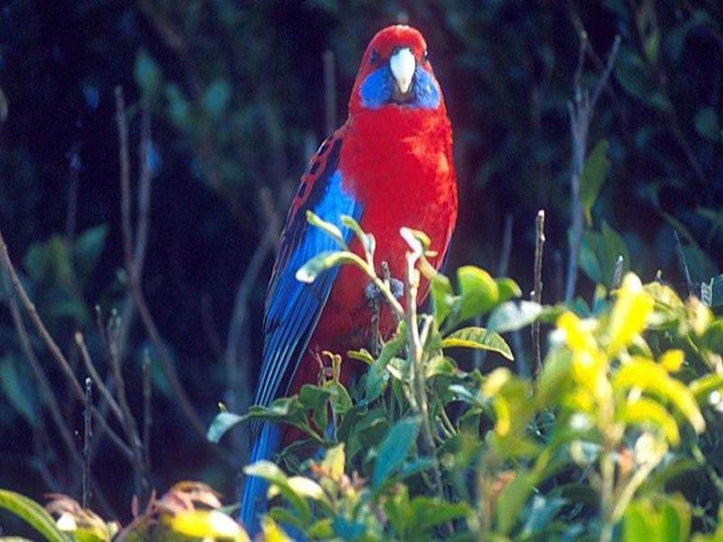 5 Pyrus Court, Gilston QLD 4211