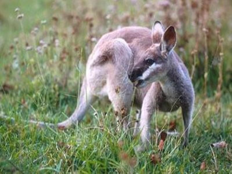 4 Pyrus Court, Gilston QLD 4211