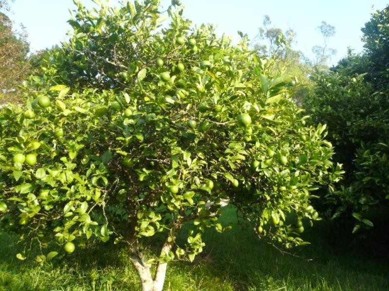 425 Mt Nimmel Road, Austinville QLD 4213