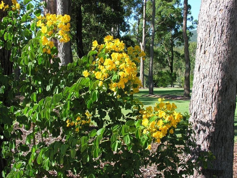 2 King Parrot Close, Boyland QLD 4275