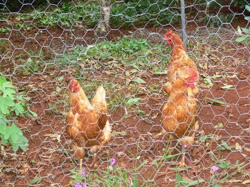 21 Doomben Court, Beechmont QLD 4211