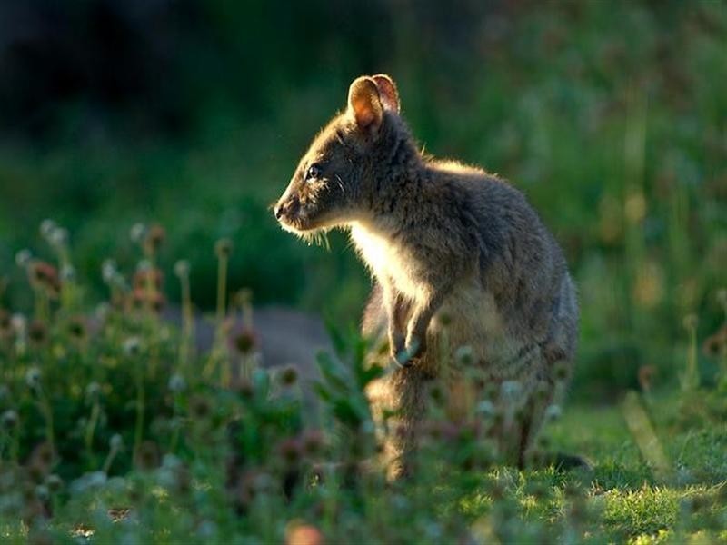 1932 Springbrook Road, Springbrook QLD 4213