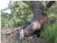 Numinbah Valley QLD 4211