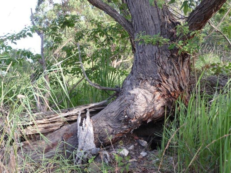 Numinbah Valley QLD 4211