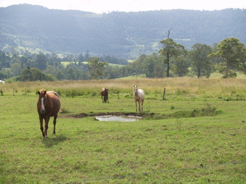 Numinbah Valley QLD 4211