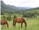 Numinbah Valley QLD 4211