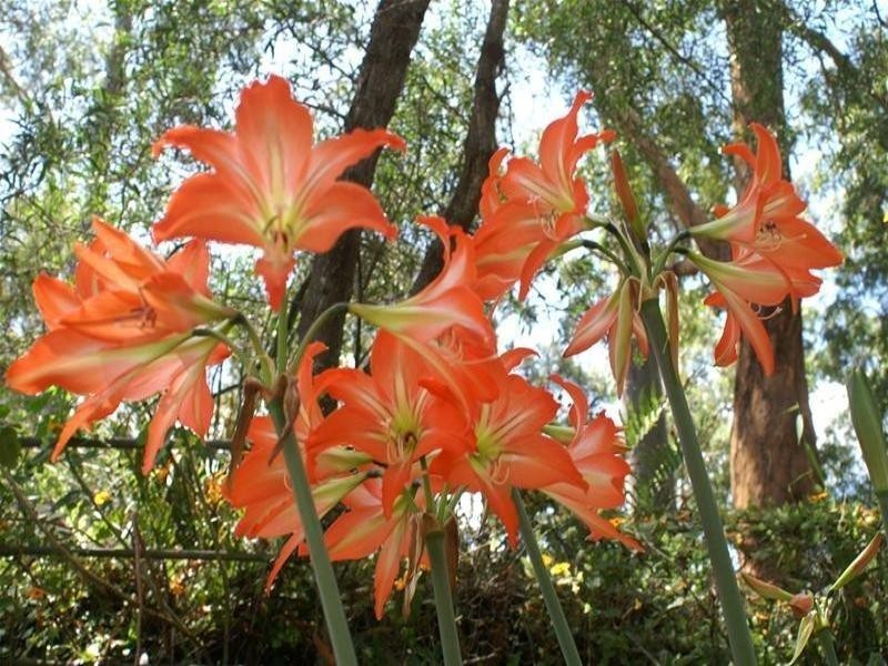 215 Beechmont Road, Advancetown QLD 4211