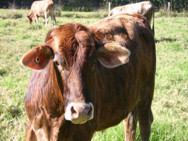 18 Riverglen Court, Mount Nathan QLD 4211