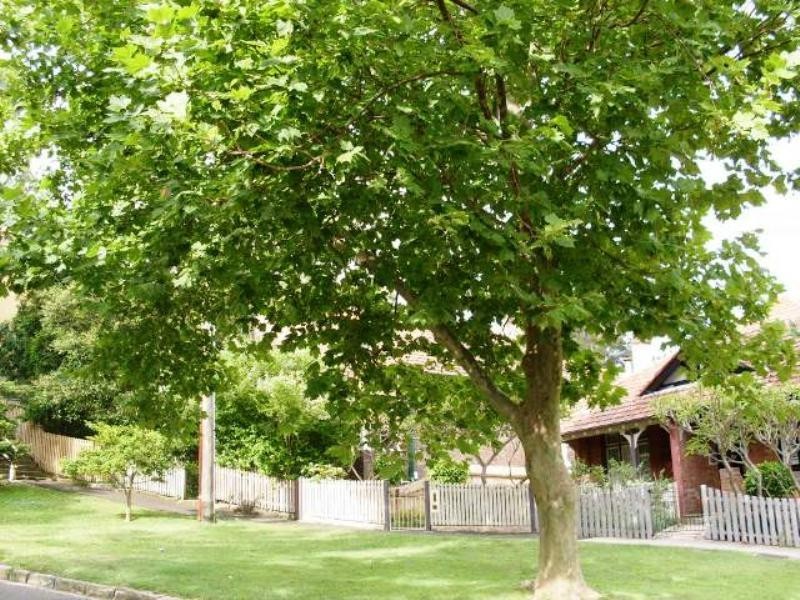 19 Carr Street, Waverton NSW 2060